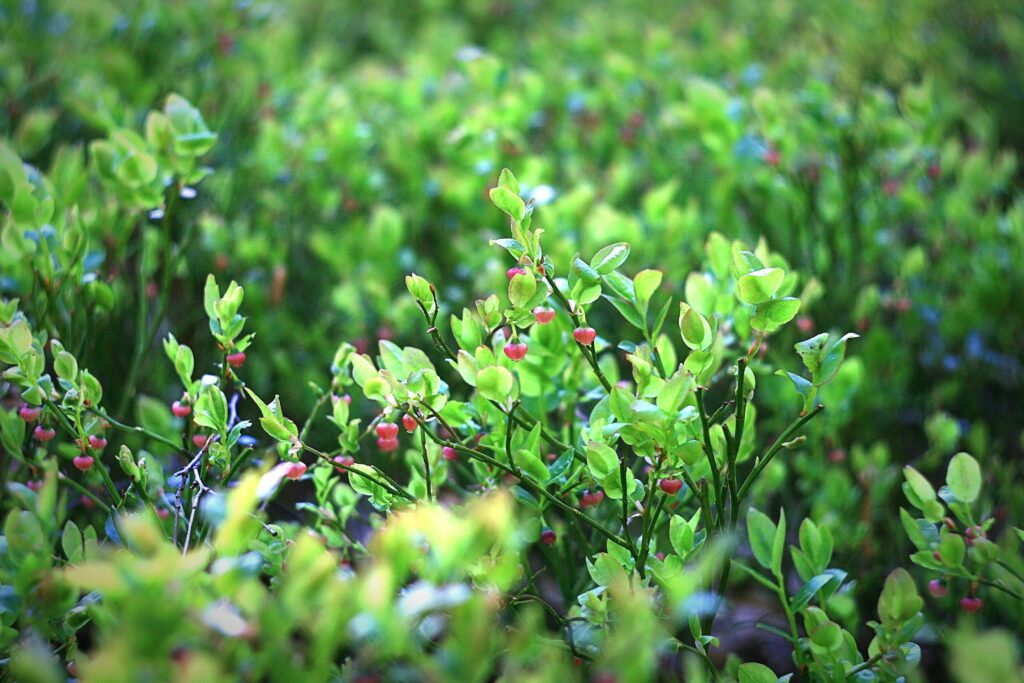 Why Are Blueberries Considered to Be a Superfood?